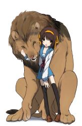  1girl :p black_thighhighs blue_sailor_collar blue_skirt brown_eyes brown_hair brown_shoes commentary_request full_body hairband highres kita_high_school_uniform lion lion_tail loafers long_sleeves looking_at_viewer mane neck_ribbon red_ribbon ribbon sailor_collar school_uniform serafuku shoes short_hair simple_background skirt solo standing suzumiya_haruhi suzumiya_haruhi_no_yuuutsu tail thigh-highs tokumazu tongue tongue_out white_background winter_uniform yellow_hairband yellow_ribbon 