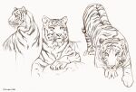  animal_focus clivenzu commentary dated english_commentary faux_traditional_media grey_background highres looking_at_viewer no_humans original procreate_(medium) signature simple_background tiger 