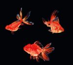  animal animal_focus black_background commentary_request donguri_hello fish full_body goldfish highres looking_at_viewer no_humans original simple_background 