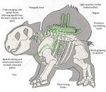  anatomy bone bulbasaur diagram english joshd1000 nintendo no_humans pokemon pokemon_(creature) science simple_background skeleton solo vines white_background x-ray 