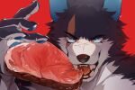  1boy black_fur blue_eyes commentary_request eating fangs food furry hand_up holding holding_food kuoneko_nyan looking_at_viewer male_focus meat open_mouth original portrait raw_meat red_background saliva signature simple_background solo teeth tongue white_fur 