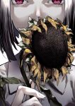 1girl absurdres bob_cut collared_shirt fingernails flower flower_over_mouth grey_hair highres holding holding_flower looking_at_viewer medium_hair original pink_eyes reiga_(act000) shirt simple_background solo sunflower upper_body white_background white_shirt wilted_flower wing_collar 