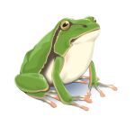  animal_focus dyun frog green_theme no_humans original realistic simple_background white_background 