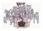  1boy bonsai border commentary_request covered_mouth eyebrows_visible_through_hair flower grey_background half-closed_eyes highres holding_plant kankara_nashi male_focus original plant potted_plant purple_flower shirt short_hair short_sleeves simple_background solo upper_body white_border white_shirt wisteria 