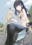  1girl bikini bikini_top black_hair cat eyebrows_visible_through_hair fins highres long_hair mermaid monster_girl original pawing sitting swimsuit tefec 