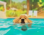  animal_focus ball dog golden_retriever no_humans original painting pool scenery snatti swimming water yellow_fur 