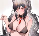  1girl animal_ears arknights bangs bare_shoulders bikini black_bikini black_choker breasts cat_ears choker commentary_request grey_background grey_eyes hair_between_eyes hand_up highres holding large_breasts long_hair looking_at_viewer mkt_(pixiv15187870) nail_polish parted_lips red_nails schwarz_(arknights) silver_hair solo stomach swimsuit upper_body 