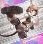  1girl animal_ears belt black_hair breasts brown_eyes brown_hair brown_pants character_name crop_top eyebrows_visible_through_hair gambian_pouched_rat_(kemono_friends) gloves gradient_hair grin highres japari_symbol kemono_friends kicking kicking_at_viewer lips looking_at_viewer medium_breasts mouse_ears mouse_girl mouse_tail multicolored_hair navel neukkom pants parted_lips short_hair short_sleeves smile solo tail teeth white_gloves 