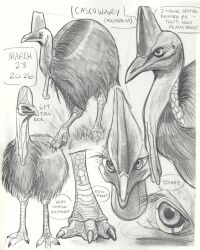  animal animal_focus bird cassowary close-up dated english_text eye_focus feet graphite_(medium) greyscale highres monochrome multiple_views no_humans original realistic sketch traditional_media victoria_putinski 