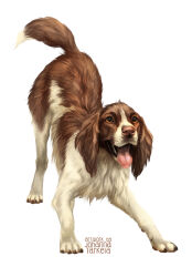  :d animal animal_focus artist_name brown_dog brown_eyes dog english_springer_spaniel full_body happy highres johannatarkela looking_at_viewer no_humans open_mouth original painterly photorealistic realistic simple_background smile solo standing tongue tongue_out top-down_bottom-up white_background 