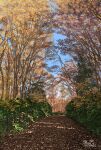  autumn autumn_leaves blue_sky day fence leaf maple_leaf no_humans original outdoors path scenery signature sky suupii 