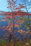  autumn autumn_leaves blue_sky day grass lake leaf maple_leaf mountainous_horizon no_humans original outdoors scenery signature sky suupii tree 