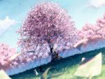 brown_hair cherry_blossoms clouds grass landscape paper seifuku short_hair sky 