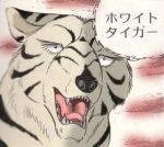  dog fangs ginga_nagareboshi_gin white_tiger_(ginga_nagareboshi_gin) wolf 