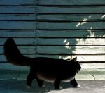  animal_focus black_cat cat day hachiya_shohei highres no_humans original outdoors 