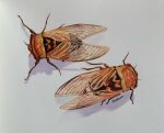  animal animal_focus artist_name bug cicada commentary eimuoaa english_commentary from_above full_body highres no_humans original painting_(medium) simple_background traditional_media watercolor_(medium) white_background wings 