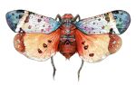  animal animal_focus artist_name bug commentary eimuoaa english_commentary from_above full_body lanternfly no_humans original painting_(medium) simple_background spread_wings traditional_media watercolor_(medium) white_background wings 