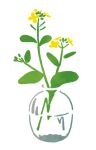  artist_name blending commentary_request flower hirasawa_minami leaf minimalism no_humans no_lineart original partially_immersed plant rapeseed_blossoms refraction simple_background still_life transparent vase water white_background yellow_flower 