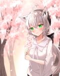  1girl ahoge animal_ear_fluff animal_ears bangs beret black_bow black_headwear blurry blurry_background blush bow braid branch breasts cherry_blossoms collarbone commentary_request day eyebrows_visible_through_hair fox_ears fox_girl green_eyes hair_between_eyes hair_bow haruu4649 hat holding holding_branch hololive long_hair looking_at_viewer shirakami_fubuki shirt sidelocks single_braid small_breasts smile solo very_long_hair virtual_youtuber white_hair white_shirt 