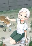  1girl blush brown_eyes cat collarbone eilanyaan eyebrows_visible_through_hair grass highres long_hair looking_at_viewer milk milk_carton open_mouth original outdoors ponytail rock shoes smile sneakers solo squatting sweat white_footwear white_hair 