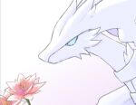 aberu_(ycrr3542) blue_eyes blue_sclera closed_mouth colored_sclera commentary_request flower from_side looking_down no_humans pink_flower pokemon portrait reshiram white_background white_fur 