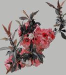  48sakura flower flower_focus grey_background highres no_humans original pink_flower red_flower simple_background 