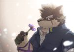  1boy animal_ears brown_eyes brown_fur chest_tuft closed_mouth collared_shirt dog_boy dog_ears flower forked_eyebrows furry furry_male gakuran highres holding holding_flower male_focus moritaka_(housamo) ponzu_tas scar scar_on_cheek scar_on_face scar_on_nose school_uniform shirt short_hair simple_background solo thick_eyebrows thinking tokyo_afterschool_summoners upper_body white_shirt 