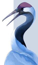  animal_focus beak bird crane_(animal) feathers highres iwasi_29 no_humans open_mouth original red-crowned_crane simple_background white_feathers wings 