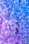  blue_flower blurry commentary_request depth_of_field flower flower_focus gradient highres hydrangea mariii_a73 no_humans original pink_flower purple_flower 