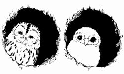  animal bird commentary_request greyscale hole looking_at_viewer monochrome nagabe no_humans original owl upper_body 