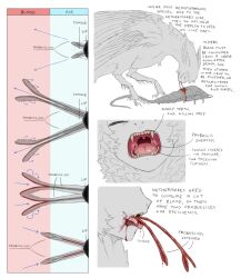  anatomy biology blood blood_from_mouth bug closed_eyes corpse diagram dragon eating harpy highres information_sheet jejejunum monster monster_girl nethermare original proboscis sharp_teeth teeth 