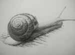  animal_focus artist_name chinese_commentary drawing greyscale miiro monochrome no_humans original realistic shadow shell simple_background snail traditional_media white_background 