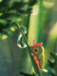  animal_focus arc_draws blurry caterpie caterpillar commentary_request day from_side highres leaf no_humans outdoors pokemon pokemon_(creature) solo water_drop 
