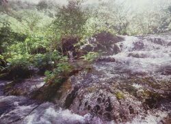  absurdres bush commentary_request dappled_sunlight forest grass highres jungle moss naohiro_ito nature no_humans oil_painting_(medium) original outdoors painting_(medium) photorealistic plant realistic river riverbank rock sapling scenery shadow sunlight traditional_media tree tree_shade vines water 