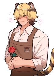  1boy animal_ears apron blanc_(heartopia) blonde_hair blush brown_apron brown_hair collared_shirt commentary cowboy_shot english_commentary flower hair_over_one_eye heartopia highres holding holding_flower light_smile looking_at_viewer male_focus mih0 multicolored_hair red_flower red_rose rose shirt signature smile striped_tail tail tiger_boy tiger_ears tiger_tail two-tone_hair white_background 