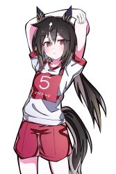  1girl animal_ears arms_up black_hair blush brown_eyes brown_hair commentary_request ear_covers gym_shirt gym_shorts hair_between_eyes highres horse_ears horse_girl horse_tail kikkasoon long_hair looking_at_viewer multicolored_hair original_race_uniform_(umamusume) parted_lips race_bib red_shorts shirt short_sleeves shorts simple_background solo stay_gold_(umamusume) streaked_hair stretching tail umamusume white_background white_hair white_shirt 