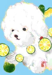  animal_focus baby_animal bichon_(dog) bird bug dog faux_traditional_media food fruit ladybug lime_(fruit) lime_slice lovebird no_humans original parrot puppy summer tsugubota white_dog 