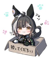  1girl :3 animal_ears antenna_hair black_gloves blush box brown_eyes cardboard cardboard_box chibi ear_covers for_adoption gloves hair_between_eyes hair_ornament hairclip highres horse_ears horse_girl horse_tail in_box in_container looking_at_viewer multicolored_hair paw_print paw_print_background shirt short_hair solo streaked_hair tail takoyaki_(takoyaki_draw) titleholder_(racing)_(umamusume) titleholder_(umamusume) umamusume 