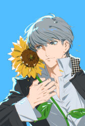  1boy black_jacket blue_background closed_mouth commentary_request dress_shirt flower green_eyes grey_hair highres holding holding_flower jacket male_focus minaminooyama narukami_yu persona persona_4 shirt short_hair simple_background solo sunflower upper_body white_shirt 