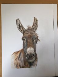  animal_focus colored_pencil_(medium) commentary donkey english_commentary highres looking_at_viewer no_humans original paper studio22artz traditional_media white_background 