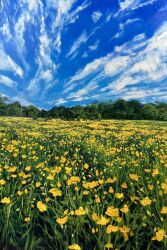  blue_sky clouds commentary day english_commentary field flower flower_field highres kate_avery no_humans oil_painting_(medium) original outdoors painting_(medium) poppy_(flower) scenery sky traditional_media yellow_flower 