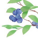  artist_name bird blueberry branch chai_(drawingchisanne) food fruit no_humans original simple_background white_background 