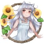  1girl animal_ears bangs dress flower grey_hair highres long_hair looking_at_viewer mayumura_basako myuri_(spice_and_wolf) red_eyes shinsetsu_spice_and_wolf simple_background sleeveless sleeveless_dress smile solo spice_and_wolf sunflower upper_body white_background white_dress wolf_ears wolf_girl 