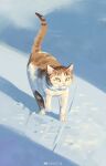  absurdres ale55 animal_focus brown_fur cat colored_sclera footprints highres looking_at_viewer no_humans original painterly snow sunlight tail_raised walking yellow_sclera 
