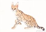  animal_focus animal_request cat colored_sclera full_body junsun looking_at_viewer no_humans original serval traditional_media weibo_logo weibo_username white_background yellow_sclera 