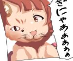  :3 animal_ear_fluff animal_ears bangs brown_eyes brown_hair cat_ears check_commentary commentary_request drawing ggxfan idolmaster idolmaster_million_live! idolmaster_million_live!_theater_days no_humans nonohara_akane open_mouth paper short_hair slit_pupils smile speech_bubble translation_request whiskers white_background 
