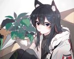  1girl animal_ears arknights black_hair black_shirt blush box brown_eyes cardboard_box coat colored_inner_hair ester_(arknights) flower food fur-trimmed_hood fur_trim hair_between_eyes hair_flowing_over hansuitianer hood hooded_coat jacket knees_up long_hair looking_at_viewer multicolored_hair official_alternate_costume plant pocky potted_plant redhead shirt sidelocks sitting solo texas_(arknights) texas_(winter_messenger)_(arknights) two-tone_hair upper_body white_coat winter_clothes winter_coat wolf_ears wolf_girl 