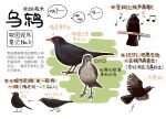 1girl animal animal_focus bird black_eyes chinese_commentary chinese_text closed_mouth commentary_request eighth_note flying garlica highres looking_at_viewer motion_blur multiple_views music musical_note no_humans original poop running simple_background singing thrush translation_request white_background