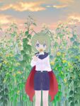 1girl androgynous antennae bangs black_cape black_shorts blush cape clouds collared_shirt commentary_request day feet_out_of_frame flat_chest flower green_eyes green_hair holding holding_flower kari_(atsuki_565) long_sleeves looking_at_viewer outdoors red_cape shirt short_hair shorts solo standing sunflower touhou two-sided_cape two-sided_fabric white_shirt wriggle_nightbug yellow_flower