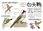 animal animal_focus bird black_eyes chinese_commentary chinese_text closed_mouth commentary_request eating flower flying full_body garlica highres multiple_views music musical_note no_humans open_mouth original pink_flower simple_background singing white_background